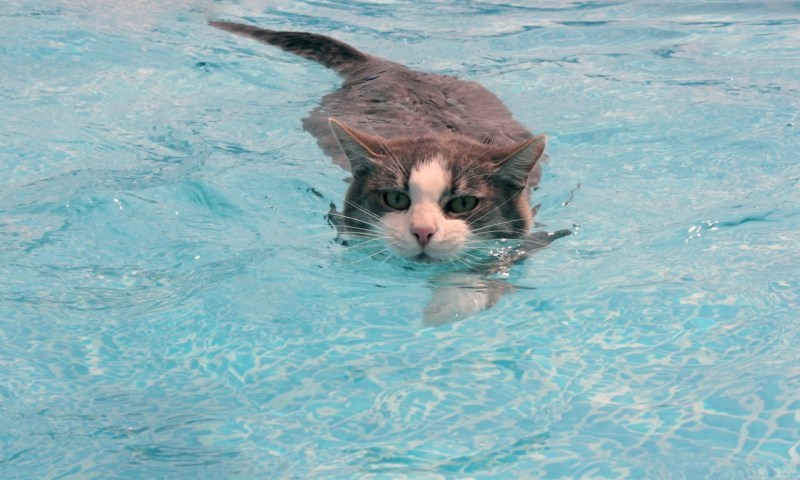 Кот плавает в воде
