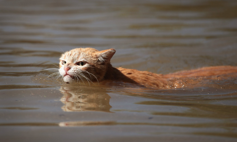 Рыжий кот в воде