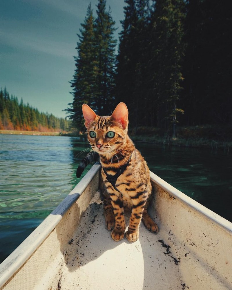 Кошка в лодке