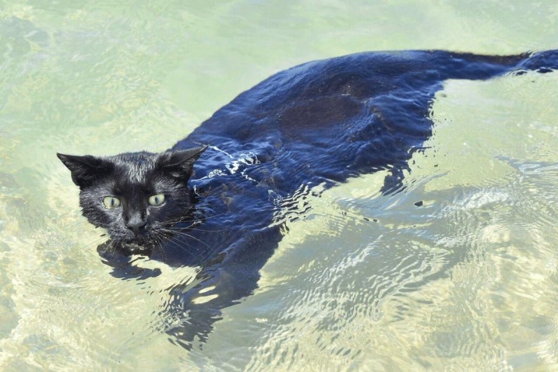 Водоплавающий кот