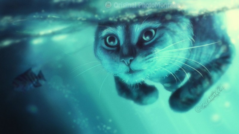 Кот ныряет