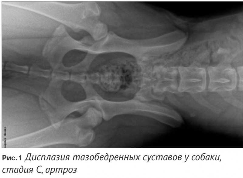 Дисплазия у Кане Корсо
