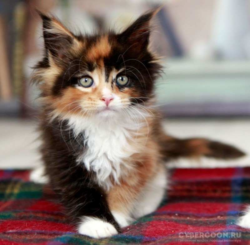 Котенок Мейн кун трехцветный
