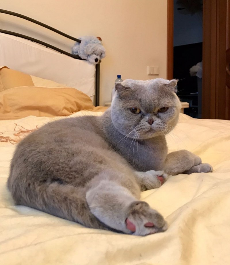 Стрижка кота шотландского вислоухого