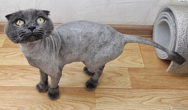 Стрижка кота британский длинношерстный