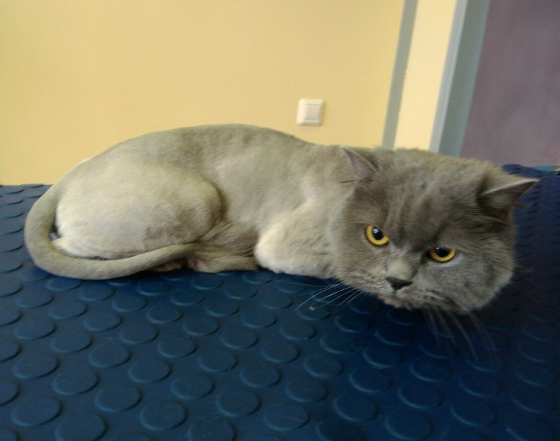 Стриженный шотландский кот
