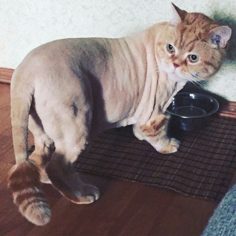 Стрижка персидских кошек