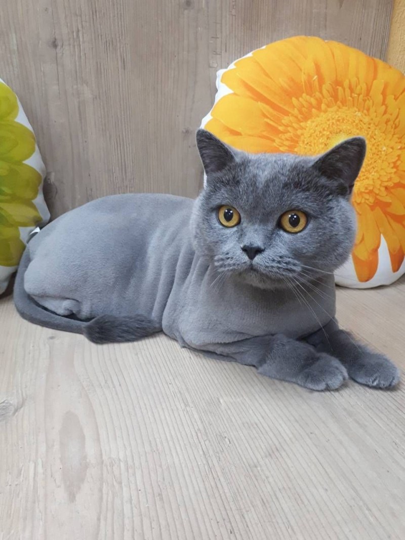 Стрижка короткошерстных кошек