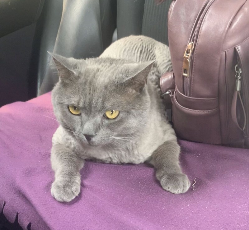 Стрижка котов