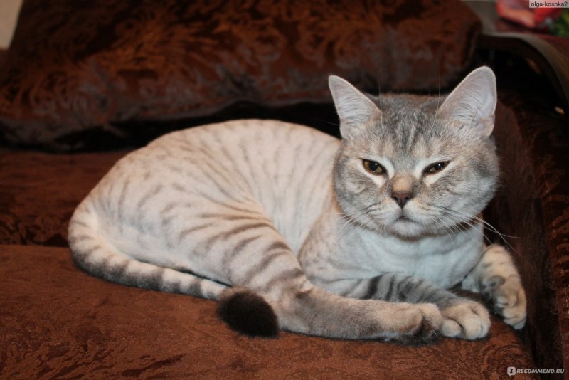 Шотландский вислоухий кот