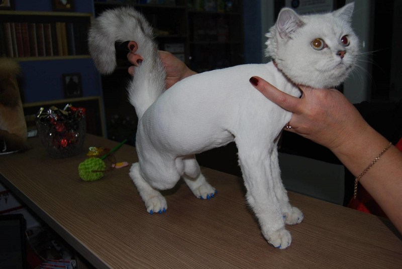 Стрижка британских кошек