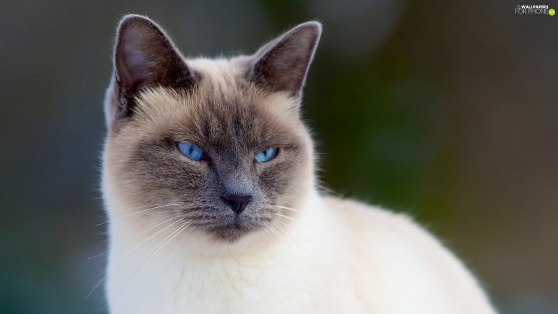 Сиамская кошка