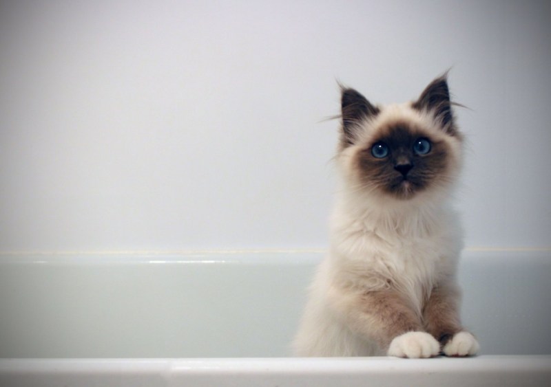 Сиамская кошка пушистая котенок
