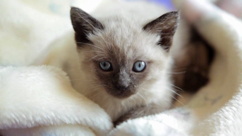 Котёнок Мейсон сиамский