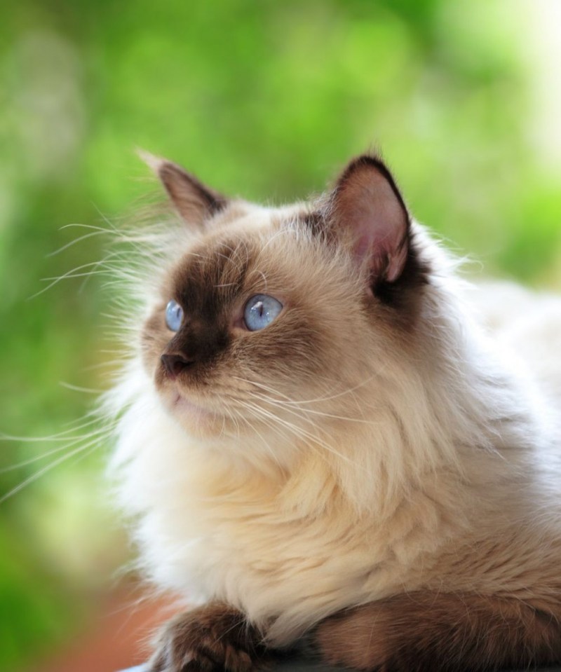 Гималайские сиамские кошки