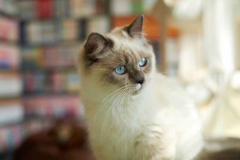Сиамская длинношерстная кошка