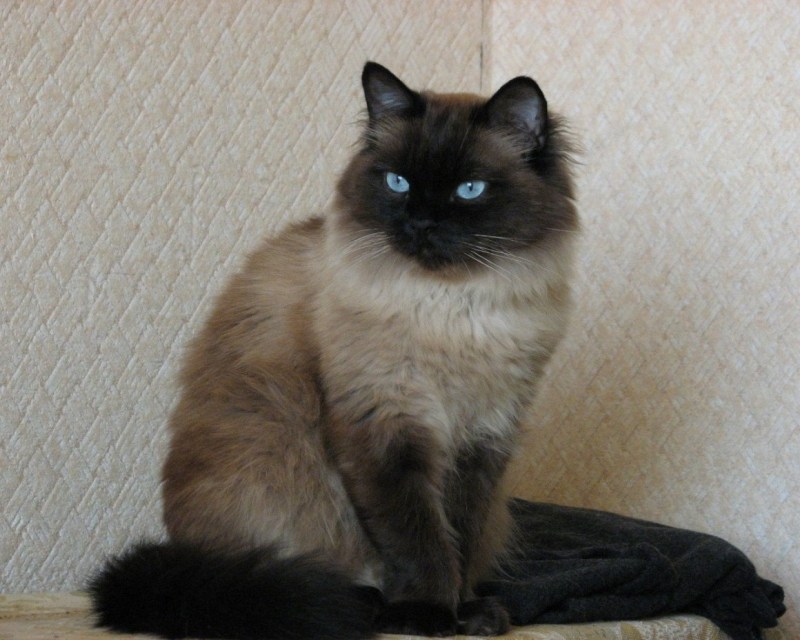 Тайский кот длинношерстный