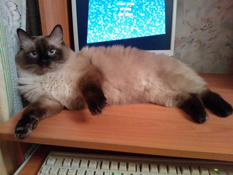 Сиамские коты кастрированные