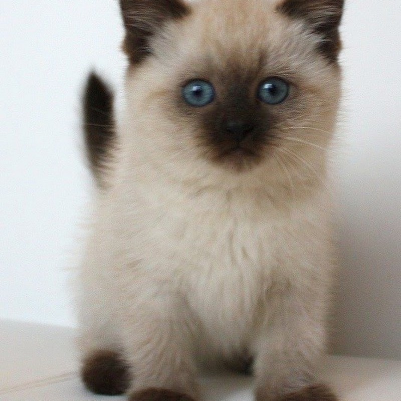 Сиамские котята