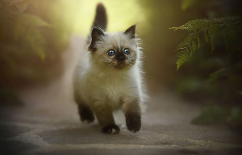 Сиамская кошка