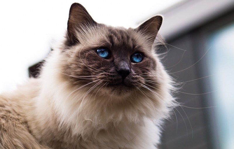 Сиамская Балинезийская кошка