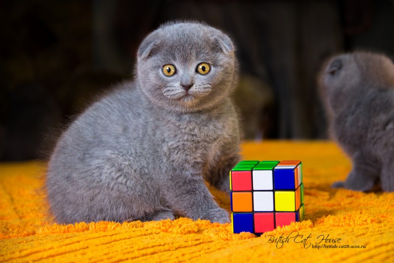 Британская вислоухий кот питомник