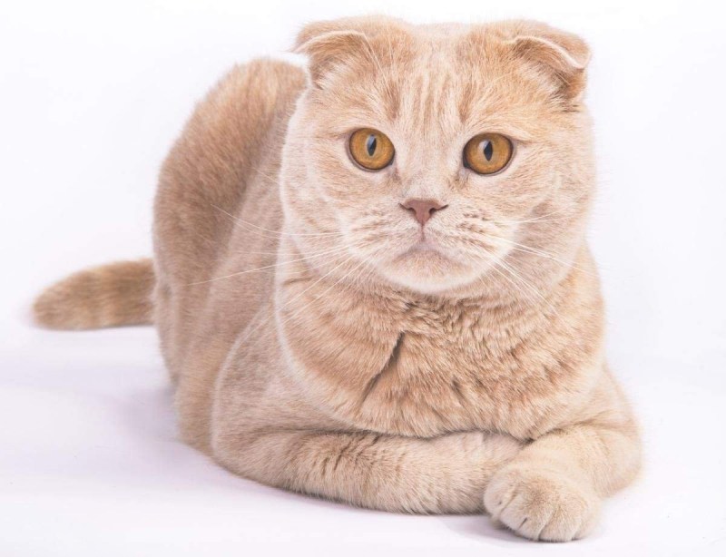 Кошка шиншилла Британская вислоухая