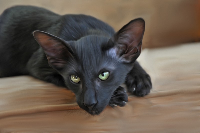 Черная кошка