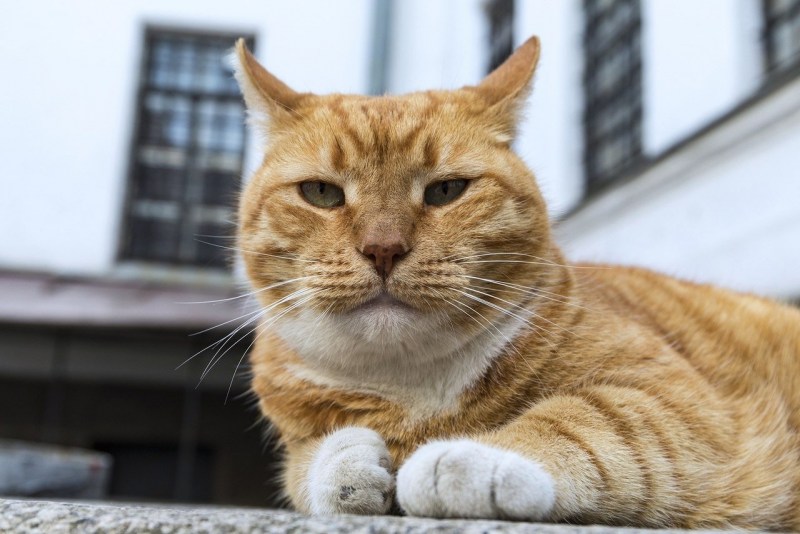 Выборг кот Филимон пальто