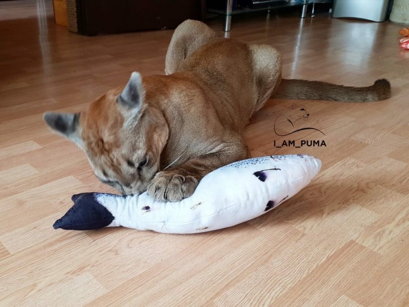 Кот Месси Пенза Пума