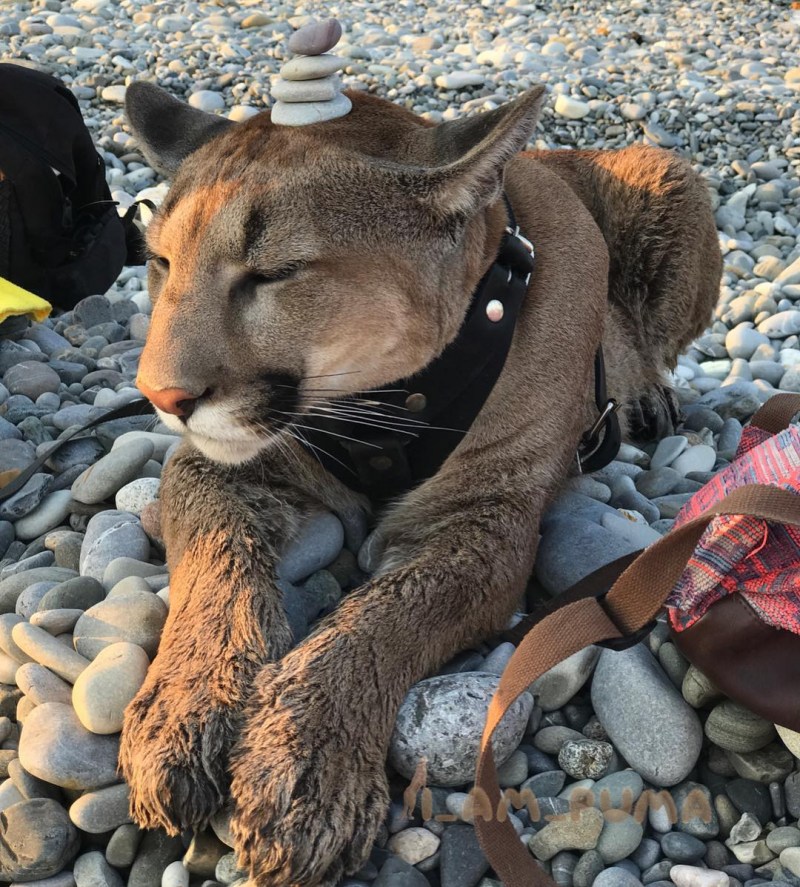 Кот Месси Пенза Пума