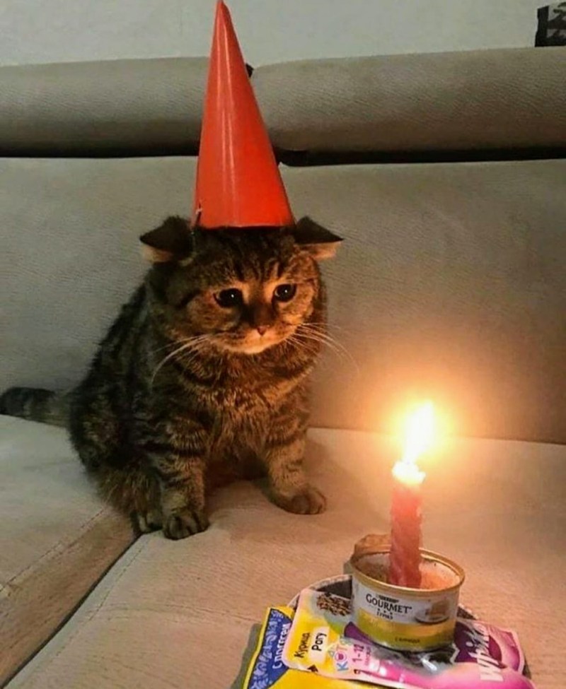 Грустный котик в колпаке