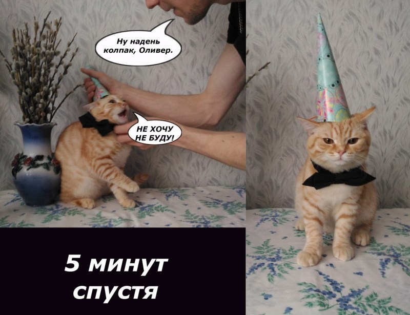 Кот в праздничной шапке