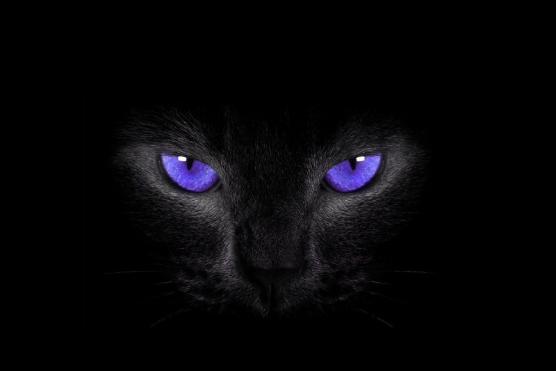 Чёрная кошка с голубыми глазами