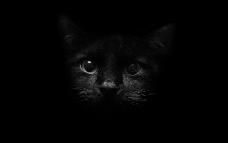 Кот в темноте