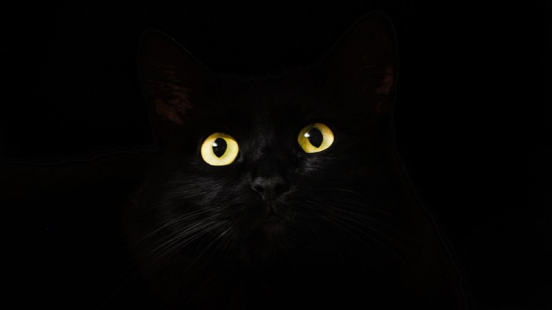 Чёрный кот