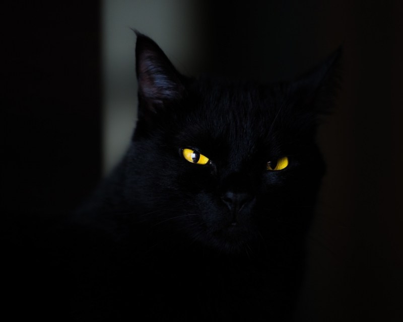 Черная кошка с желтыми глазами