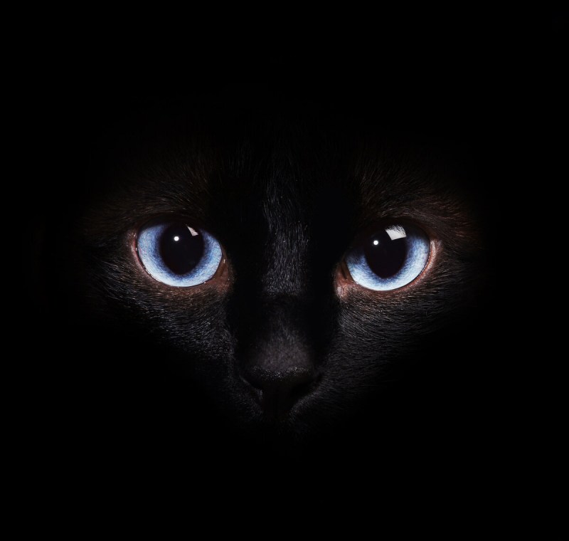 Кошка в темноте