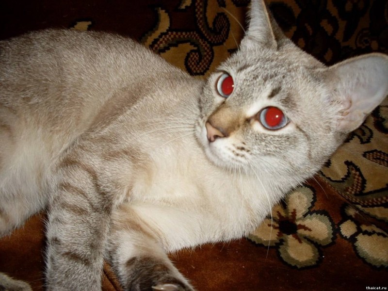 Тайская кошка Блю тебби Пойнт