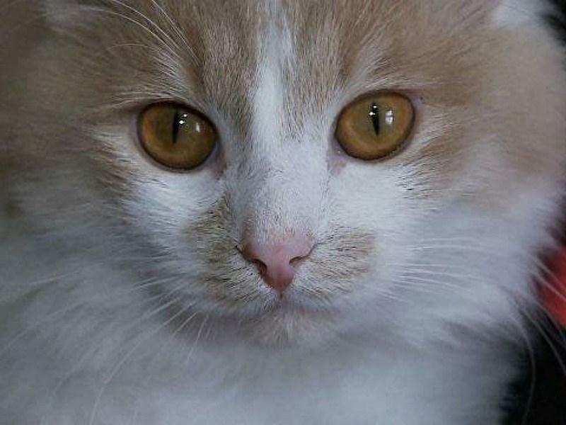 Ушиб у кошек симптомы и лечение