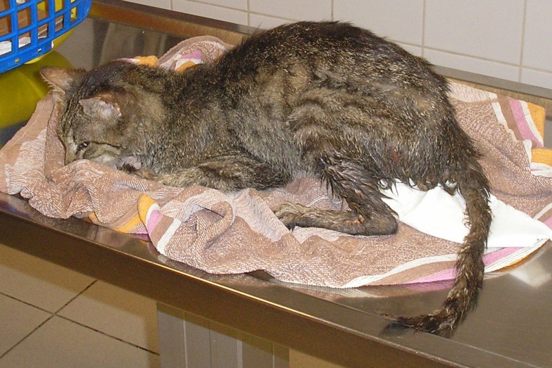 Панлейкопения у кошек симптомы