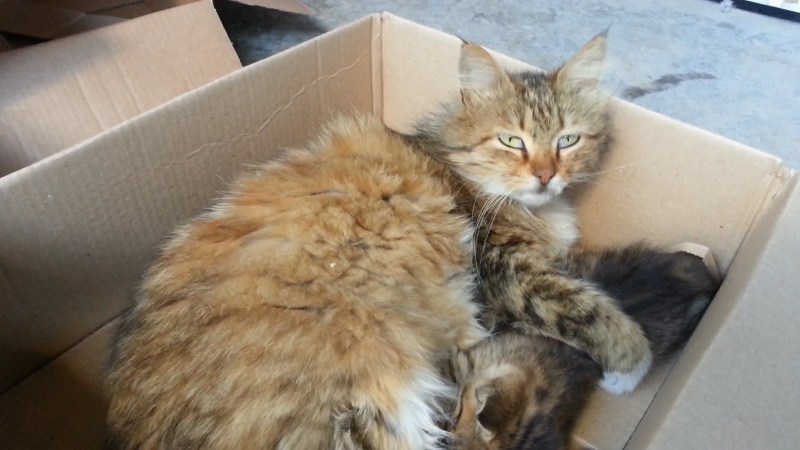 Гласные глаза у кота врождённые