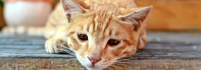 Магнитогорск потеряшки кошки