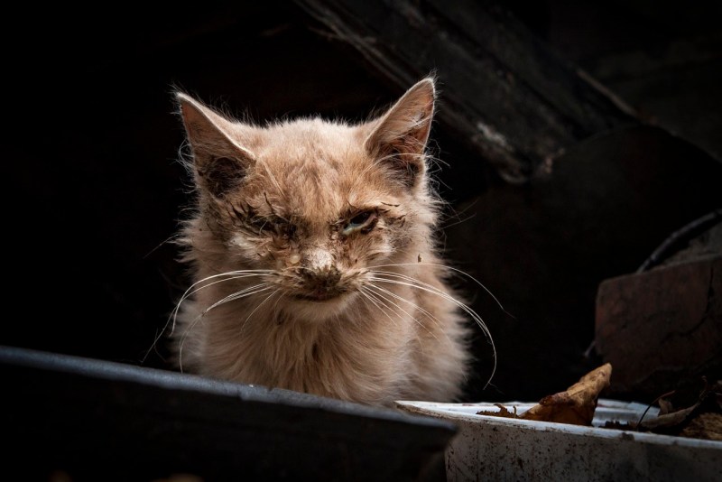 У котёнка сухой нос и нет аппетита