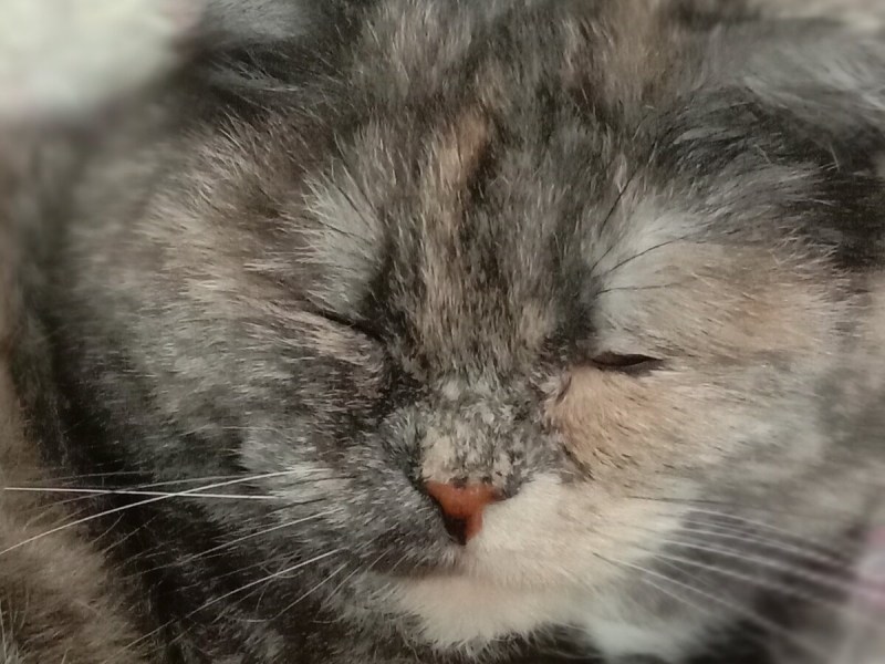Дикий кот с улицы