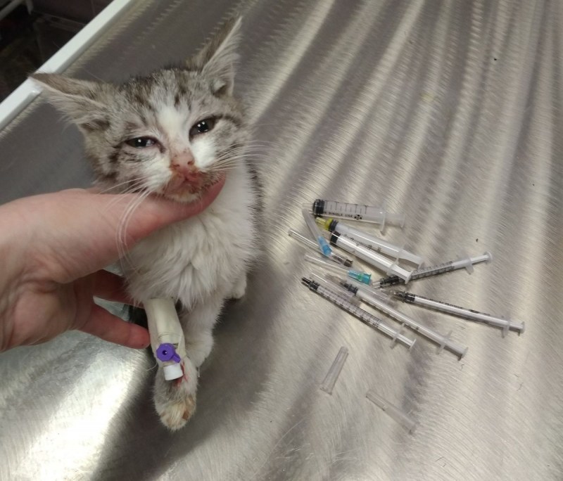 Панлейкопения у кошек котёнок