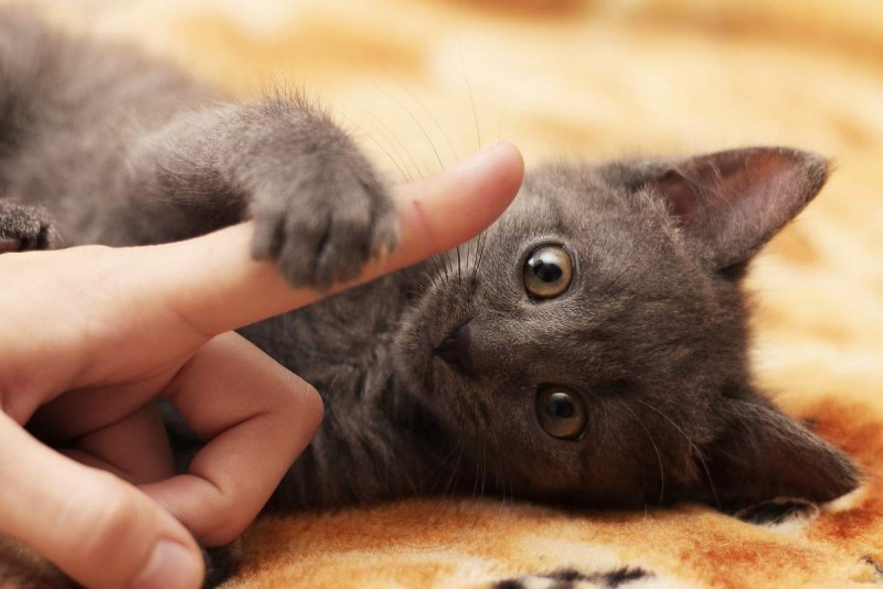 Бездомные котята