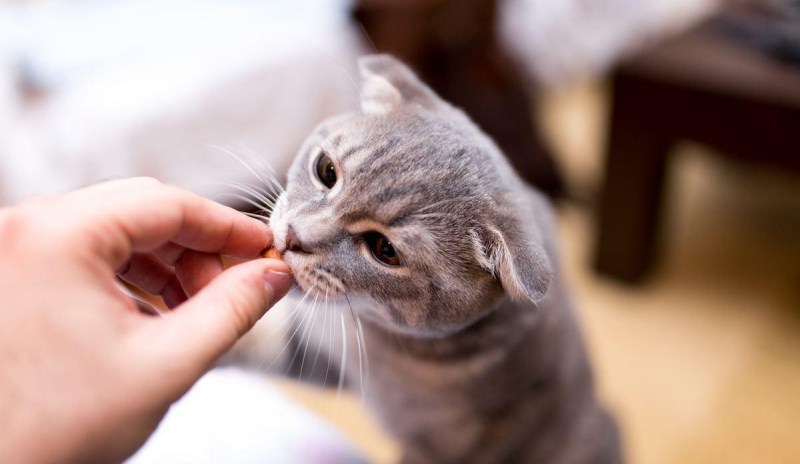 После чумки кот был худой