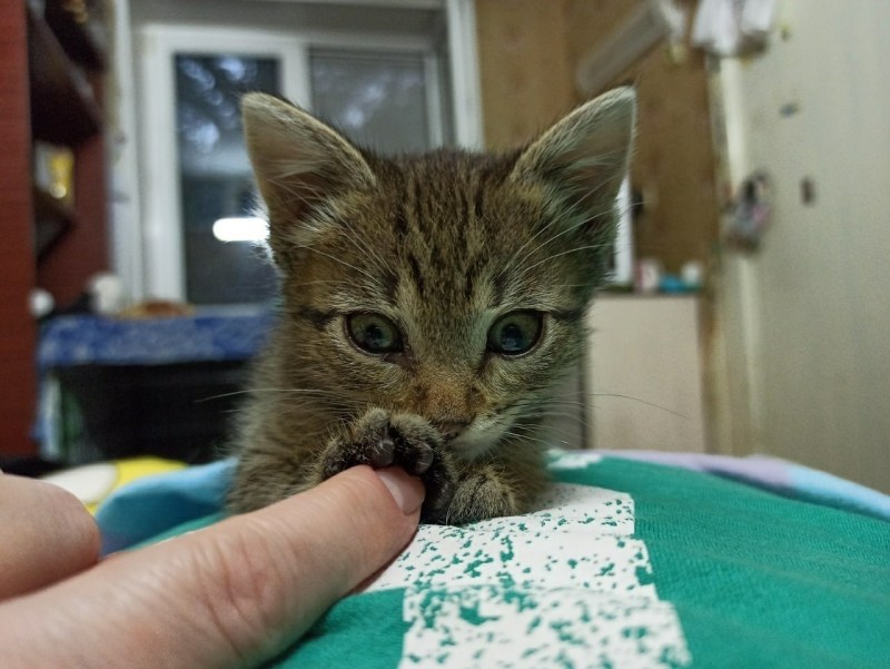 Кошка заболела водянкой