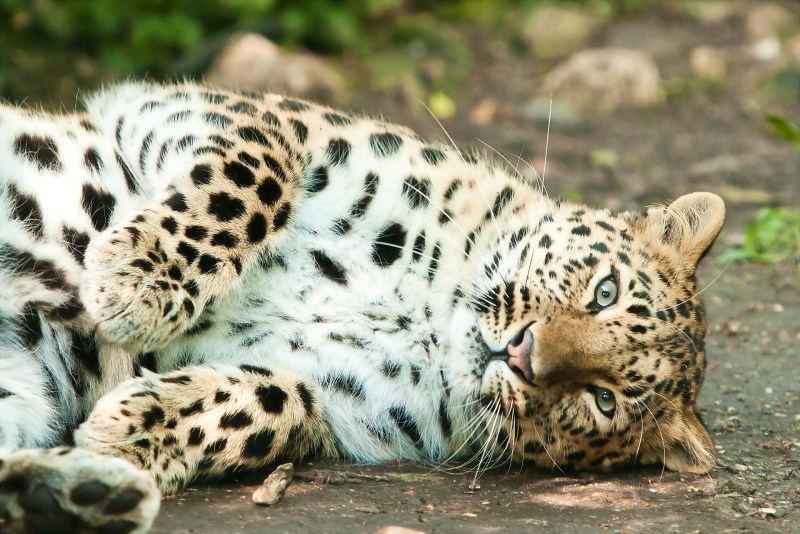 Самые красивые животные